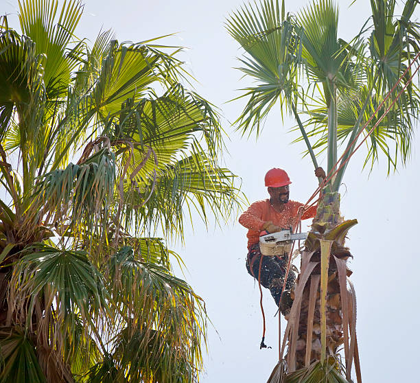 Professional Tree Service in Barboursville, WV